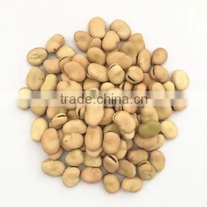 AAA Grade Broad Green Beans in China for Export thumbnail-3