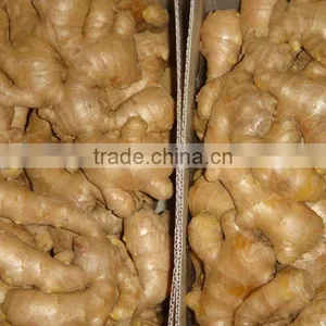 Fresh Air Dried Ginger thumbnail-1