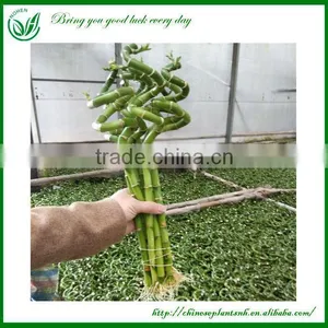 Lucky Bamboo thumbnail-1