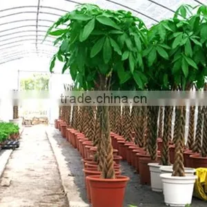 Braded Indoor Plants Pachira Macrocarpa Money Trees H30cm -120cm thumbnail-1