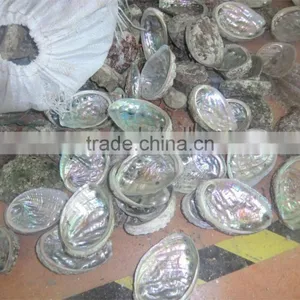 Japanese Raw Abalone Shell thumbnail-1