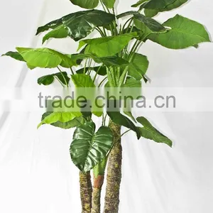 Supply Evergreen Bonsais thumbnail-3