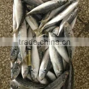 Frozen Horse Mackerel Fish thumbnail-3