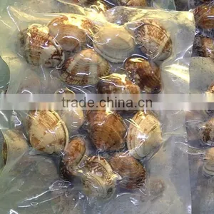 Frozen Vacuumed Cooked Short Necked Clam Wild Caught thumbnail-2