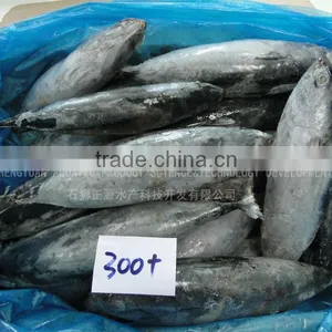Good Quality Seafrozen Bonito for Sale Whole Round thumbnail-2