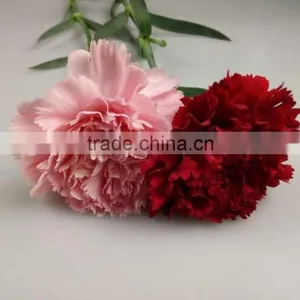 Decorative Flowers Carnation Cut Flower For Wedding Decoration From Yunnan,China thumbnail-2