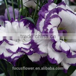 Decorative Flowers & Wreaths Type Fresh Cut Eustoma Flowers thumbnail-2