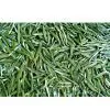 Laoshan Green Tea thumbnail-1
