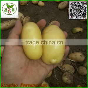 Not the Best;Only Better!Pure White Garlic/white Garlic Exports thumbnail-5
