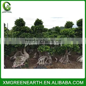 Ficus Microcarpa Bonsai Dragon Shape thumbnail-1