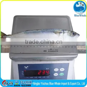 Frozen Fish Pacific Egyptian Mackerel 200-300g thumbnail-5