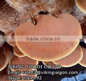 DRIED GANODERMA/LUCIDUM/REISHI/LINGZHI MUSHROOM thumbnail-2
