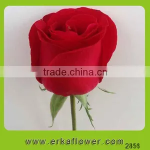 Reasonable Price Two Heads Autumn Stem Fresh Rose thumbnail-5