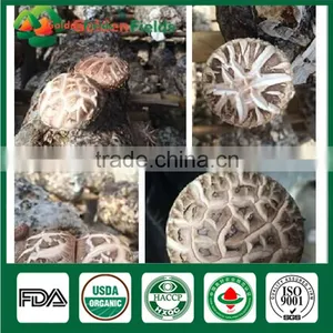 Golden Fields Supplier of Shiitake Spawn Mycelium Growing Bag Shiitake Mushroom Growing Kits thumbnail-1