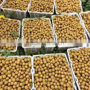 GOOD QUALITY VIETNAM FRESH LONGAN FRUIT thumbnail-5