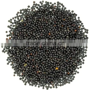 Rapeseed thumbnail-1