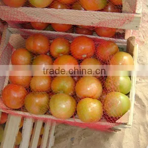 Fresh Tomato thumbnail-4