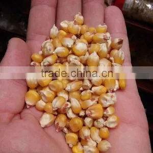 UKRAINIAN CORN thumbnail-3