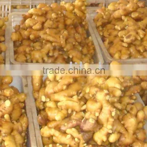 Sell Ginger thumbnail-1