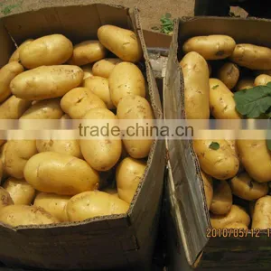 New Crop Fresh Potato thumbnail-4
