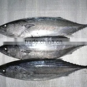 Frozen Pacific Bonito Size 1000-1500 thumbnail-1