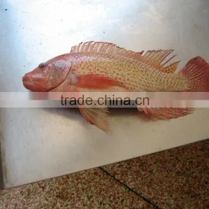 Good Quantity Frozen Red Tilapia Fish Supply thumbnail-1