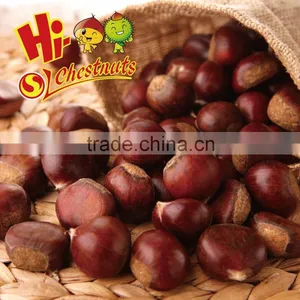 New Crop Fresh Chinese Chestnut Bulk Hebei Chestnuts for Sale thumbnail-4