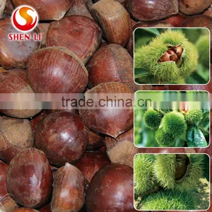 Big Size 2016 New Crop Fresh Dandong Chestnut for Advance Sale thumbnail-1