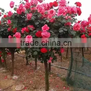 Gardening Rose Plants thumbnail-2