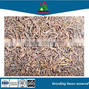 Gecko Lizard Pet Beetle Breeding Worm Feed thumbnail-1
