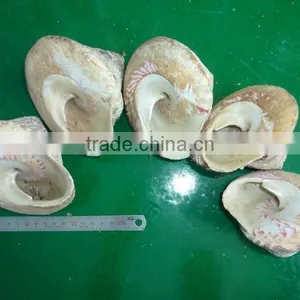 Varies Natural Raw Material Seashell thumbnail-3