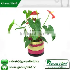 Garden Strawberry Planter,hanging Strawberry Planter thumbnail-1