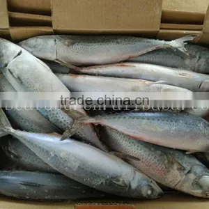 Frozen Big Size Mackerel Fish for Sell Market With High Quality thumbnail-2