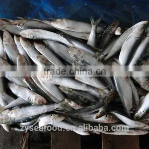 Frozen Sardine Fish thumbnail-1