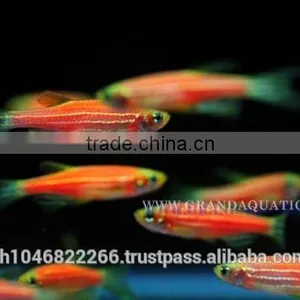 Pink Danio Fish Farm For Sale and Aquarium Fish Export thumbnail-6