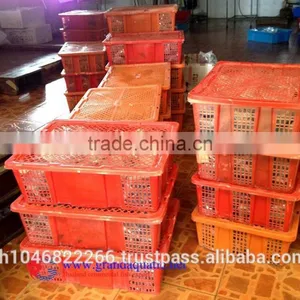Ornamental Fish Breeder thumbnail-6