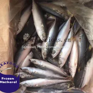 New Season for Frozen Pacific Mackerel Fish With All Size for Africa thumbnail-1