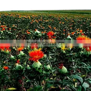 100% Pure Safflower Seed Oil thumbnail-1