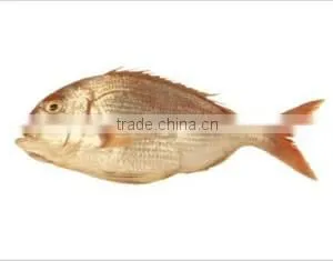 WR Frozen Red Porgy thumbnail-1