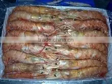 SHRIMPS thumbnail-5