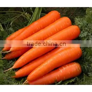 Sale Frozen Carrot thumbnail-2