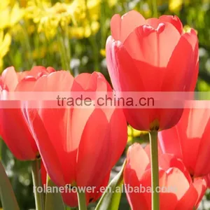 the Most Popular Classial Fresh Cut Red Tulip Flower thumbnail-1