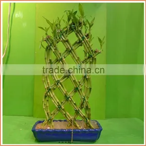 18 Stems Braided Lucky Bamboo Bonsai Tree Dracaena Sanderiana Indoor Aquatic Feng Shui Plants Nursery Garden Decoration thumbnail-1
