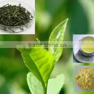 90% Polyphenols / 40% EGCG in Green Tea thumbnail-1