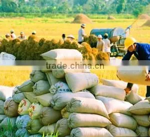 HOT SALES !!! CHEAPEST JAPONICA/ROUND WHITE RICE 5% BROKEN thumbnail-3