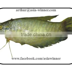 ACHER (Silonia Silondia) thumbnail-1