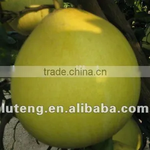 Chinese Fresh Pomelo Honey Pomelo Juicy Pomelo for Sale thumbnail-4