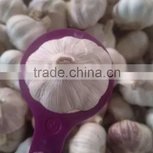 Fresh Garlic New Crop thumbnail-3