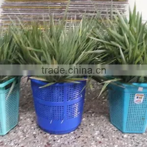 Fresh Bamboo Leaves thumbnail-1
