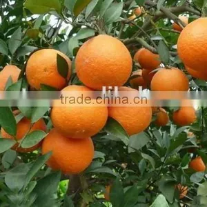 Citrus Aurantium Extract 10%-98% HPLC Nobiletin thumbnail-2